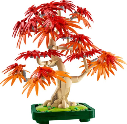 10348-1 Japanese Maple Tree