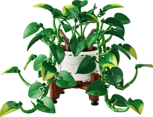 11512-1 Hanging Golden Pothos