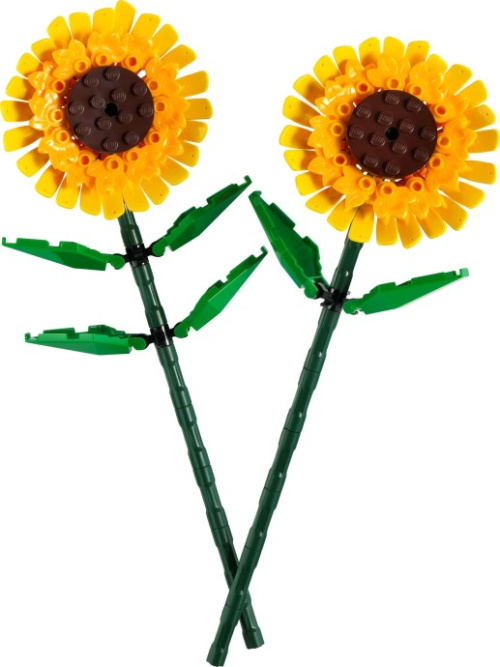 40524-1 Sunflowers