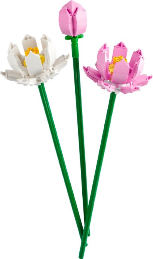 40647-1 Lotus Flowers