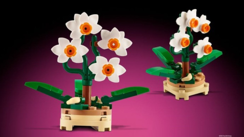 5009229-1 Micro Orchid